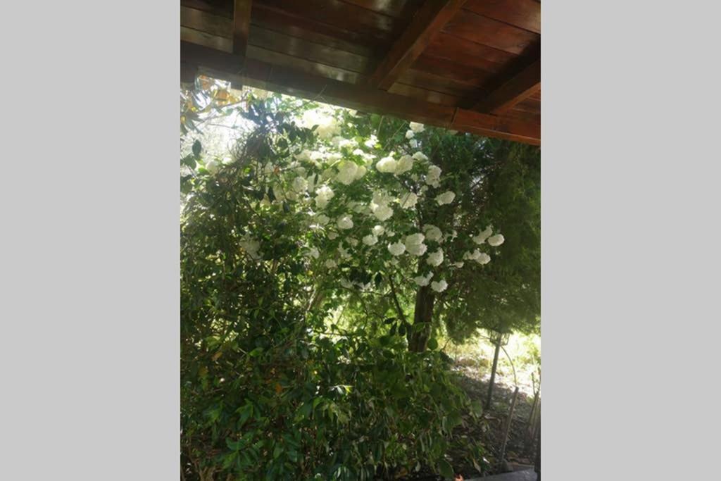Irinis Cottage 卡拉内拉 外观 照片
